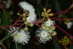 Eucalyptus macrorhyncha macrorhyncha