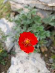 Potentilla argyrophylla