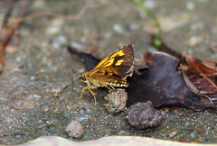 Ampittia virgata