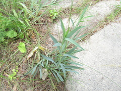 Silene frivaldskyana