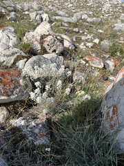 Smelowskia alba