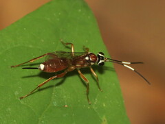 Diapetimorpha
