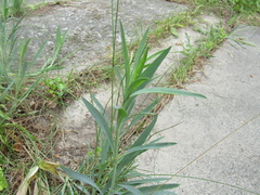 Silene frivaldskyana