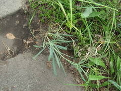 Silene frivaldskyana