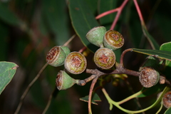 Eucalyptus macrorhyncha macrorhyncha