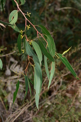 Eucalyptus macrorhyncha macrorhyncha