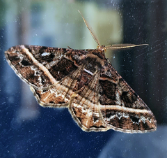 Harutalcis vialis