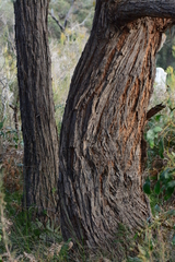 Eucalyptus macrorhyncha macrorhyncha