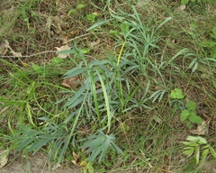 Silene frivaldskyana