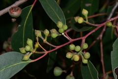 Eucalyptus macrorhyncha macrorhyncha