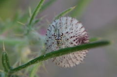 Urophora