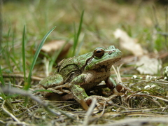 Hyla intermedia perrini