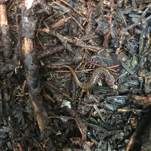 Desmognathus organi