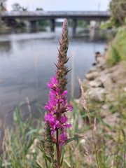Lythrum salicaria