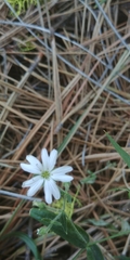 Pseudostellaria jamesiana