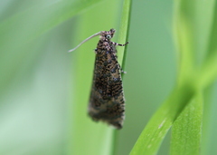 Olethreutes astrologana