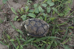 Kinosternon scorpioides