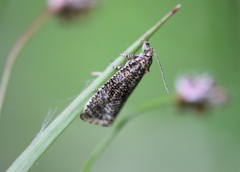Olethreutes astrologana