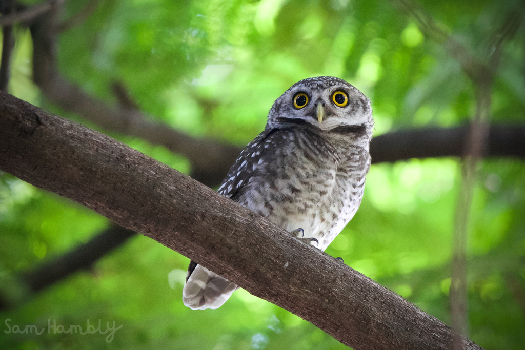 Spotted Owlet
