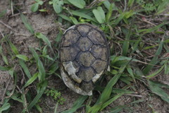 Kinosternon scorpioides