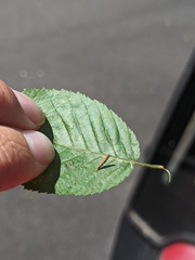 Coleophora ostryae