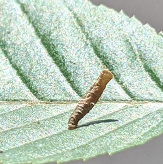 Coleophora ostryae