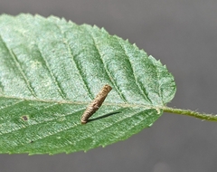 Coleophora ostryae