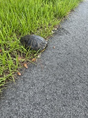 Trachemys scripta scripta