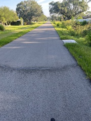 Trachemys scripta scripta