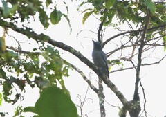 Coracina larvata normani