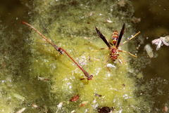 Polistes arizonensis