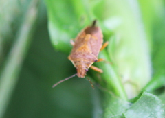 Podisus placidus