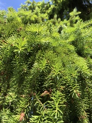 Abies nordmanniana