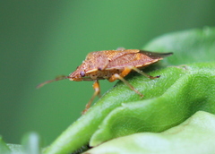 Podisus placidus
