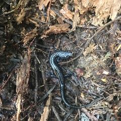 Plethodontinae