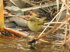 Phylloscopus collybita
