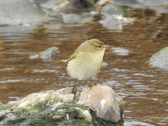 Phylloscopus collybita