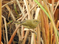 Phylloscopus collybita