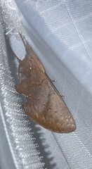 Hemiceras nigrescens