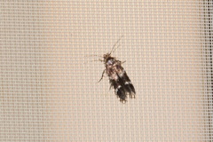 Elachista freyerella