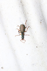Dendrocellus