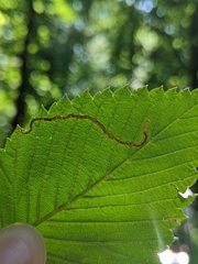 Pterygota