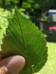 Pterygota