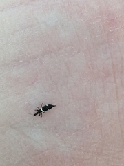 Compsothrips albosignatus