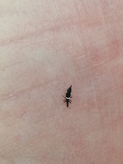 Compsothrips albosignatus