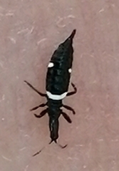 Compsothrips albosignatus