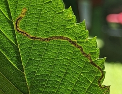 Pterygota