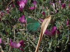 Callophrys rubi