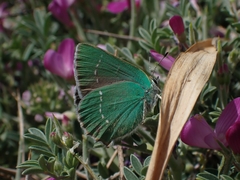 Callophrys rubi