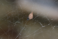 Spheropistha